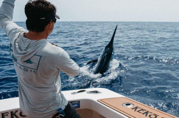 A mate wiring a blue marlin next to the boat stern
