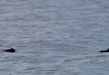 two south florida sailfish in the ocean