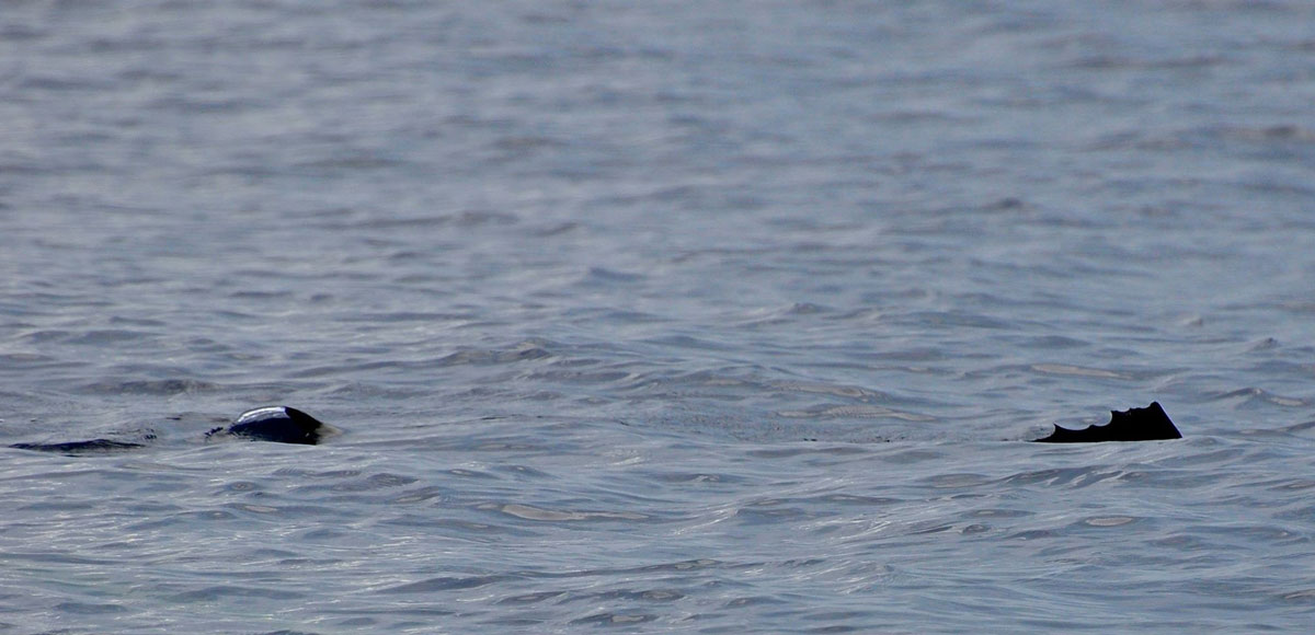 two south florida sailfish in the ocean