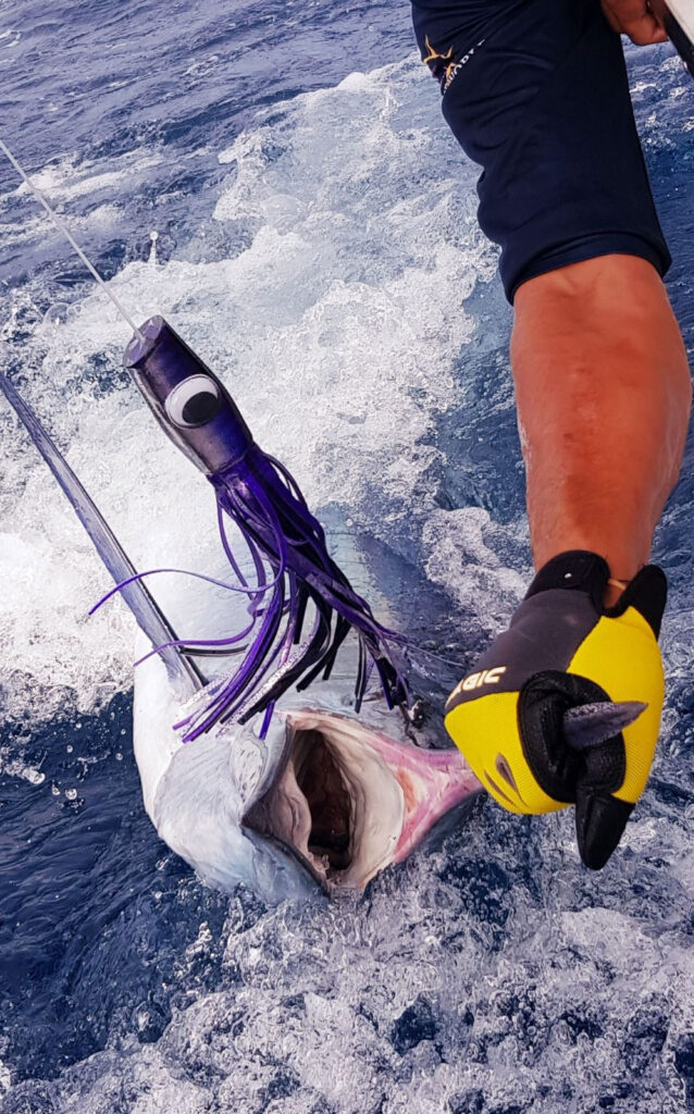 purple big t lure and a hooked marlin boatside