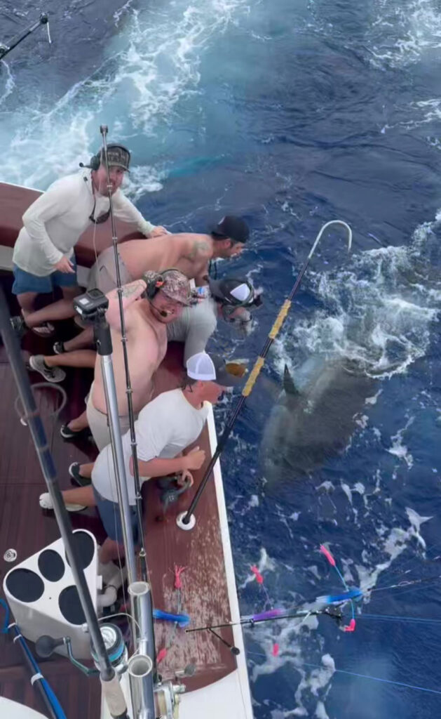 bluefin tuna boat side after being caught