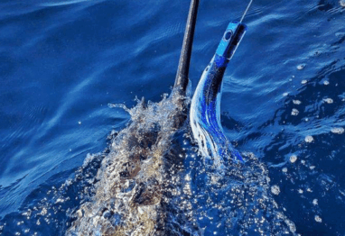 THE PULSATOR TUBE hooked into a marlin