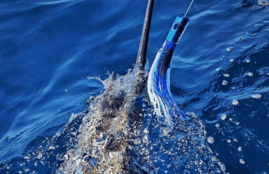 THE PULSATOR TUBE hooked into a marlin