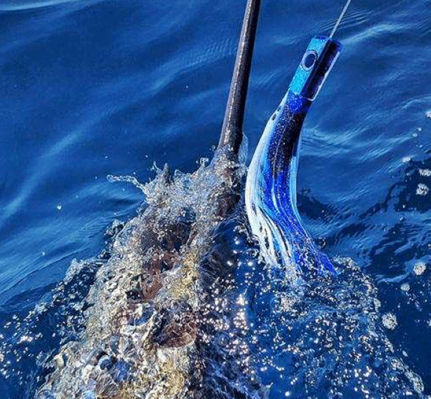 THE PULSATOR TUBE hooked into a marlin