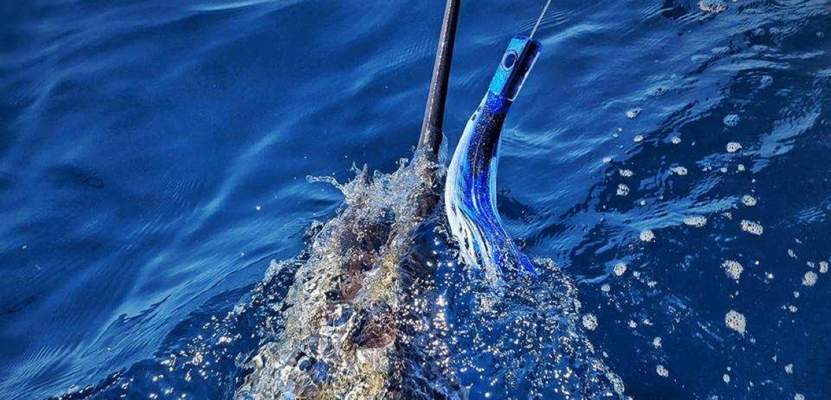 THE PULSATOR TUBE hooked into a marlin