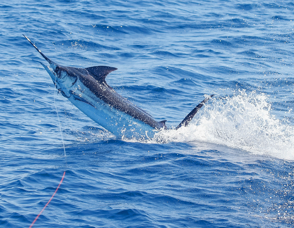 black marlin