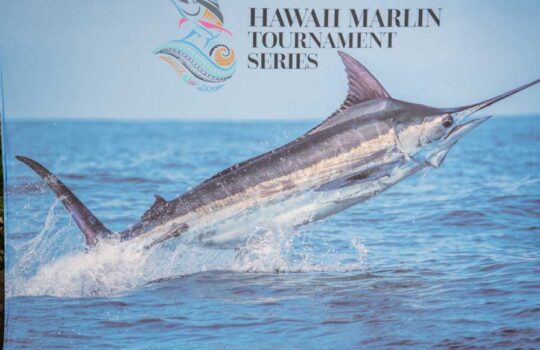marlin jumping on the ocean