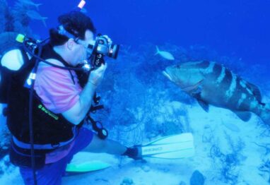 underwater photography of a grouper