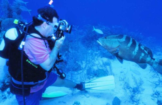 underwater photography of a grouper