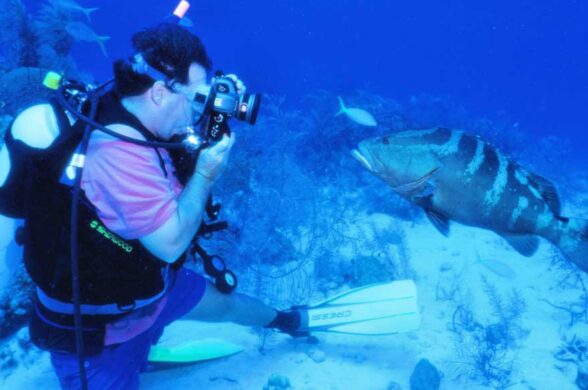underwater photography of a grouper