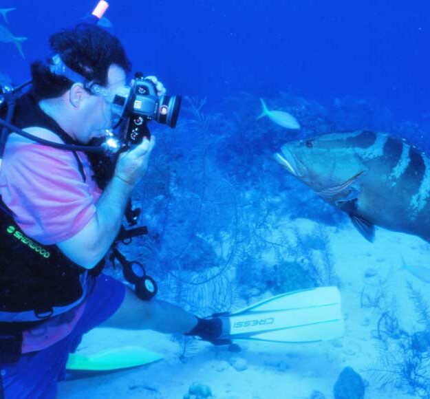 underwater photography of a grouper