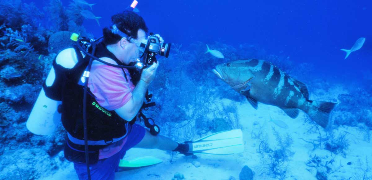 underwater photography of a grouper