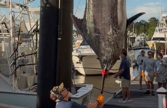 Heavy Hitter: Captain BJ Teems’ 595-Pound Gulf Blue