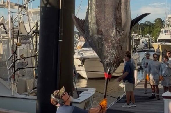 Heavy Hitter: Captain BJ Teems’ 595-Pound Gulf Blue