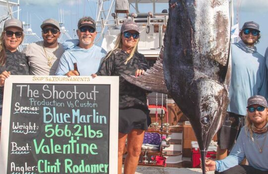 Largest blue marlin 566.20 lbs at the shootout hanging at the scale