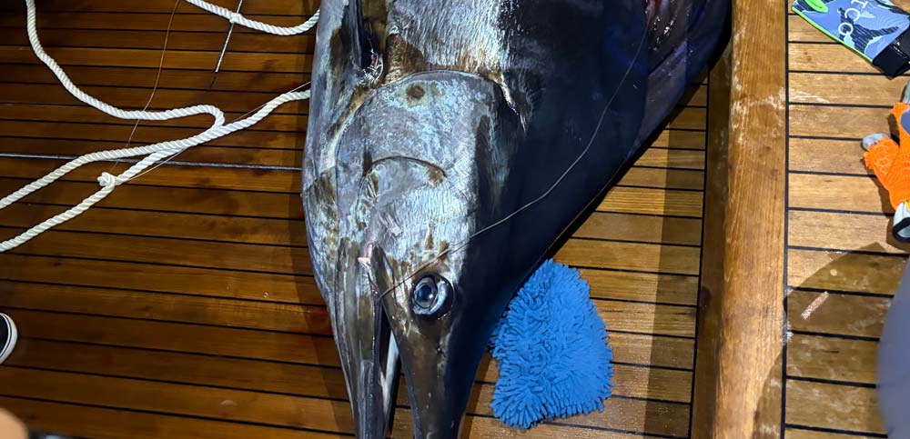 blue marlin