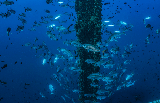 Saving Gulf Reefs