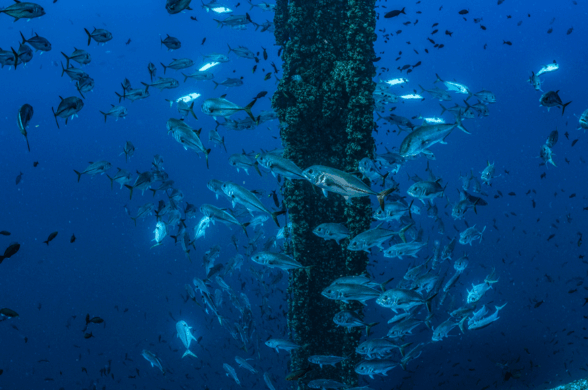 Saving Gulf Reefs