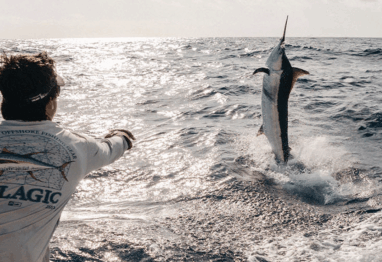 a blue marlin jumping with a mate wearing Pelagic Sun Protection Apparel
