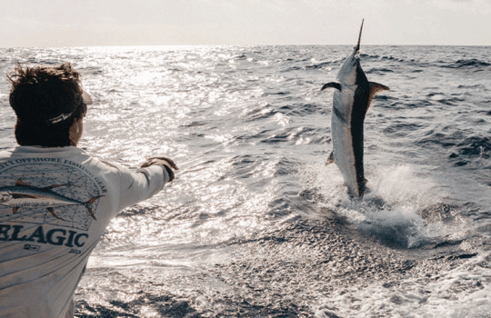 a blue marlin jumping with a mate wearing Pelagic Sun Protection Apparel