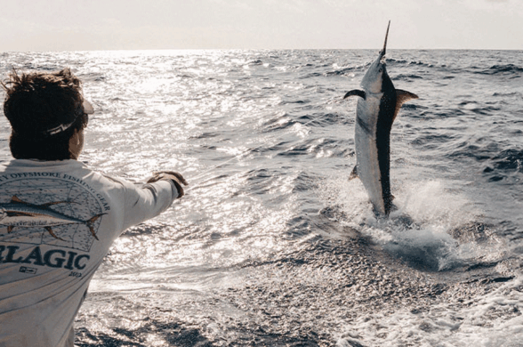 a blue marlin jumping with a mate wearing Pelagic Sun Protection Apparel
