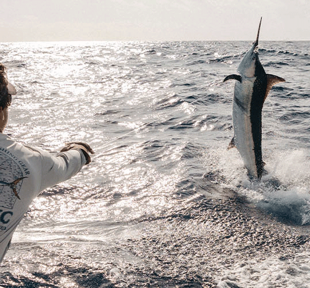 a blue marlin jumping with a mate wearing Pelagic Sun Protection Apparel