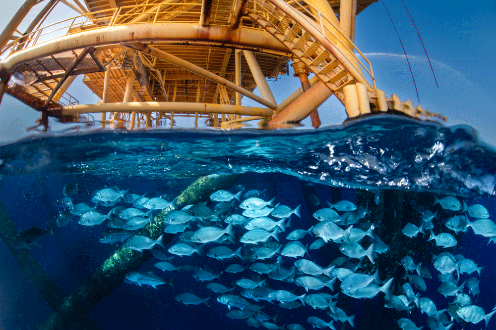 Saving Gulf Reefs showing fish underwater and a yellow metal oil rig above the surface
