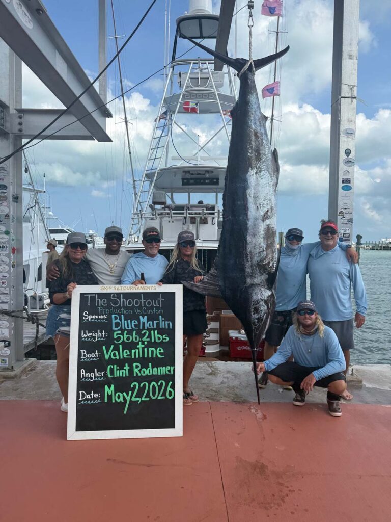 valentine 566.2 lbs blue marlin