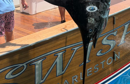 Swish and 653 marlin head behind transom of the boat