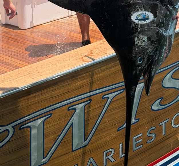 Swish and 653 marlin head behind transom of the boat