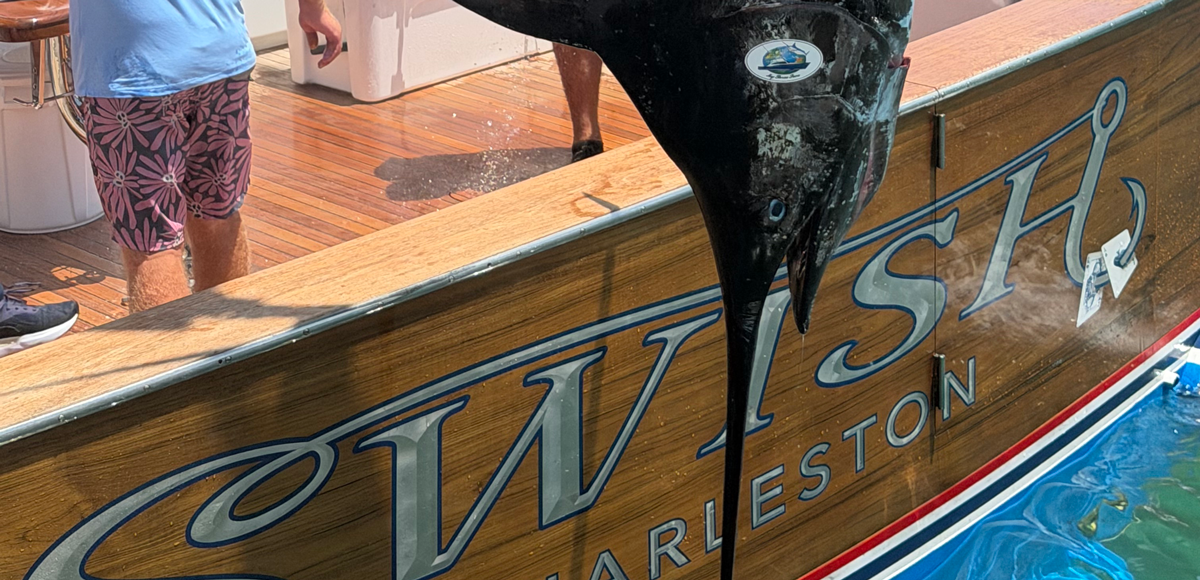 Swish and 653 marlin head behind transom of the boat