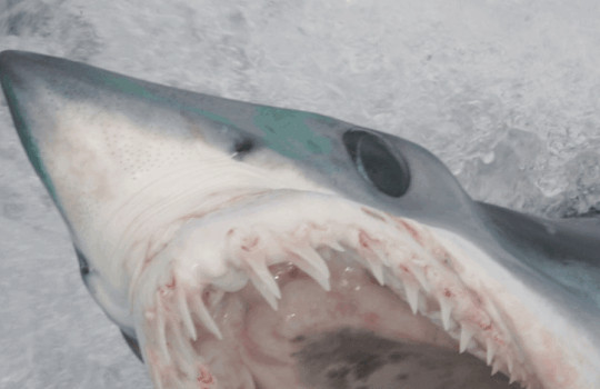 feat mate shark