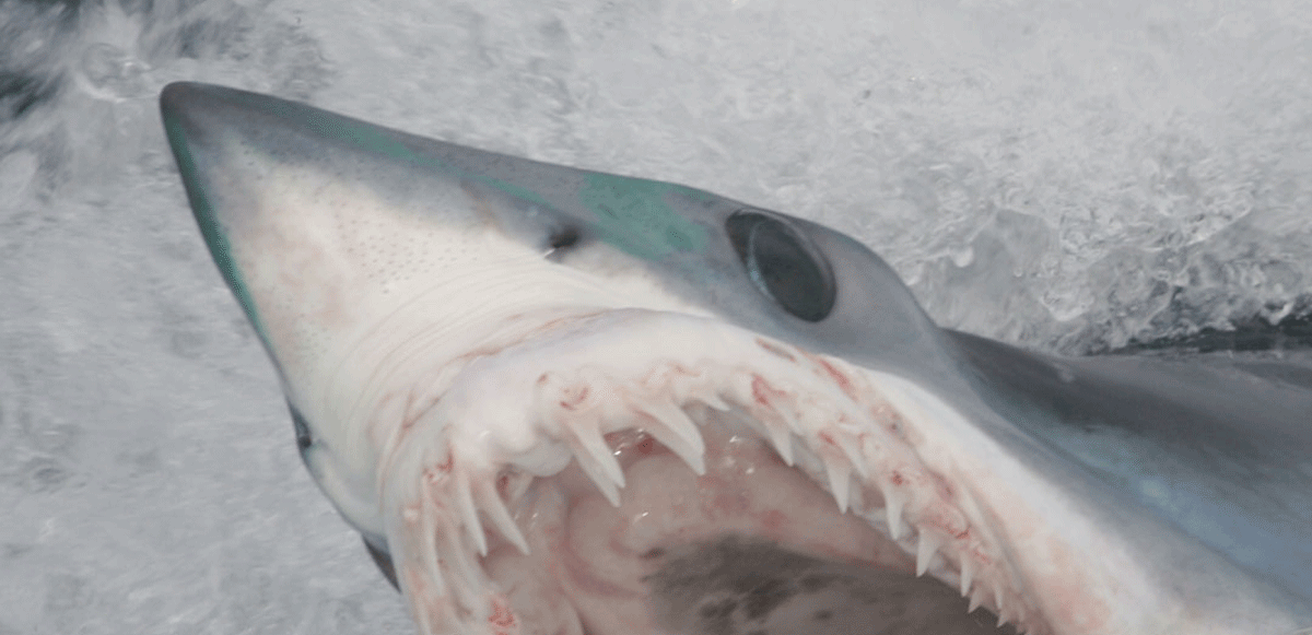 feat mate shark