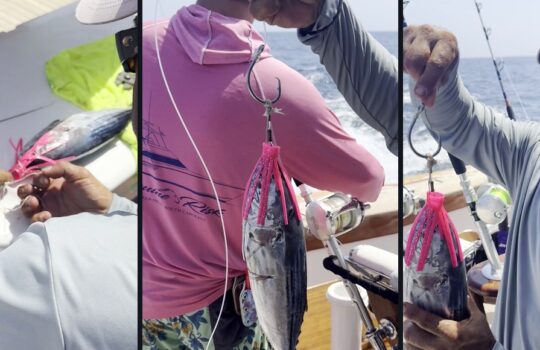 Pitch Bait for Marlin