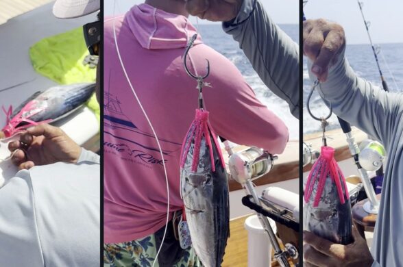 Pitch Bait for Marlin