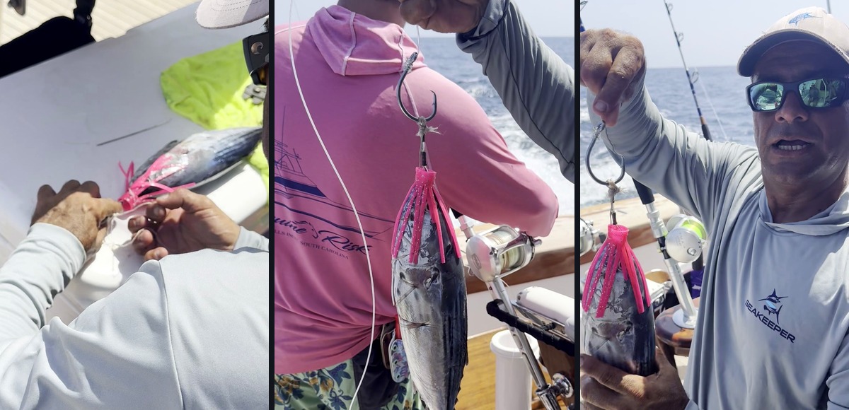 Pitch Bait for Marlin