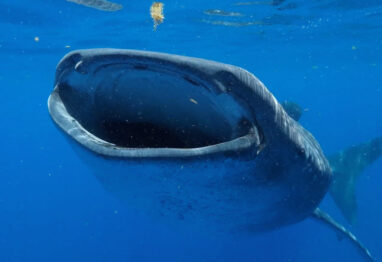 Record-Breaking Whale Shark 'Milo' swimming with open mouth underwater