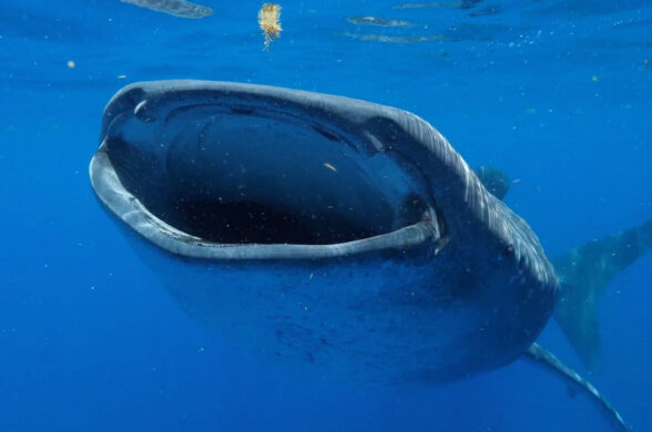Record-Breaking Whale Shark 'Milo' swimming with open mouth underwater