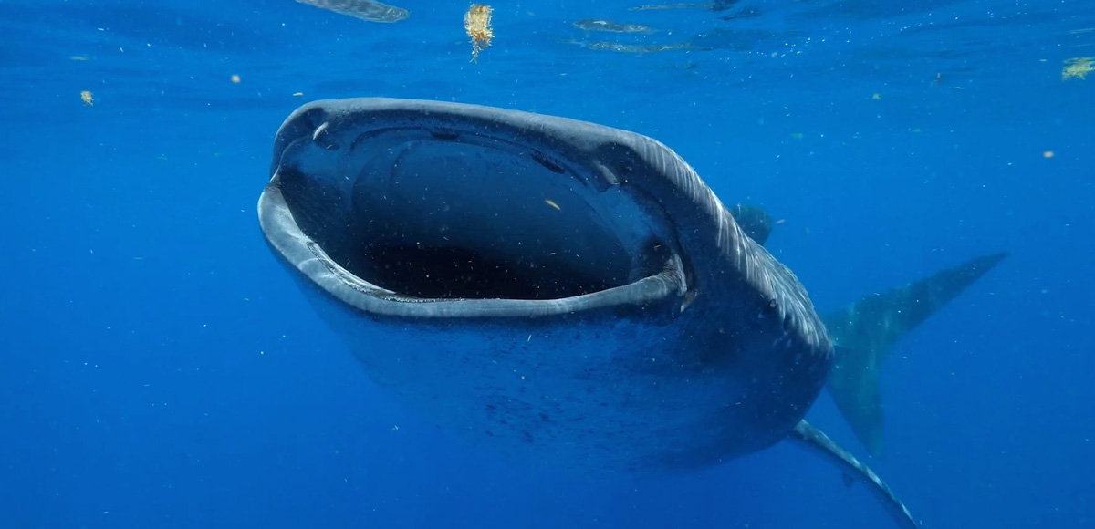 Record-Breaking Whale Shark 'Milo' swimming with open mouth underwater
