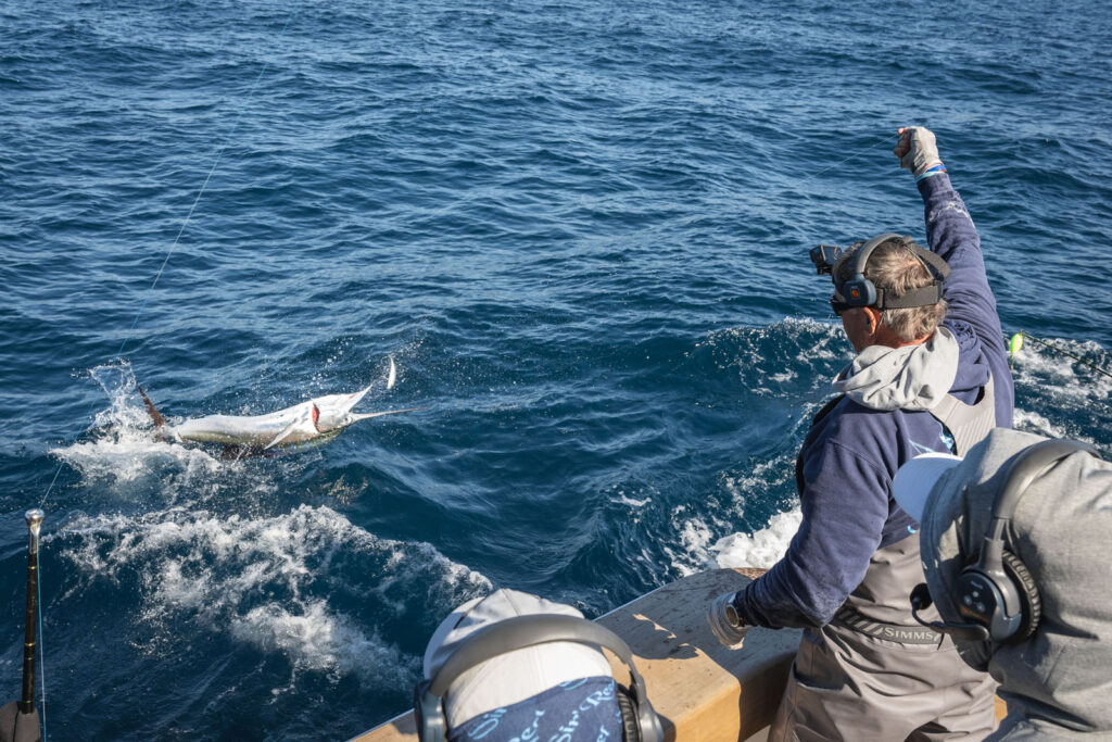 Mate in Simms bibs wiring a jumping sailfish at the boat as crew in headsets watch from the cockpit